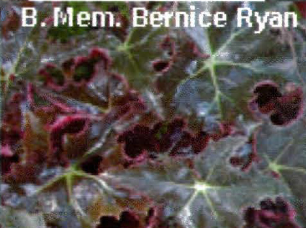B. ‘Memory Bernice Ryan’